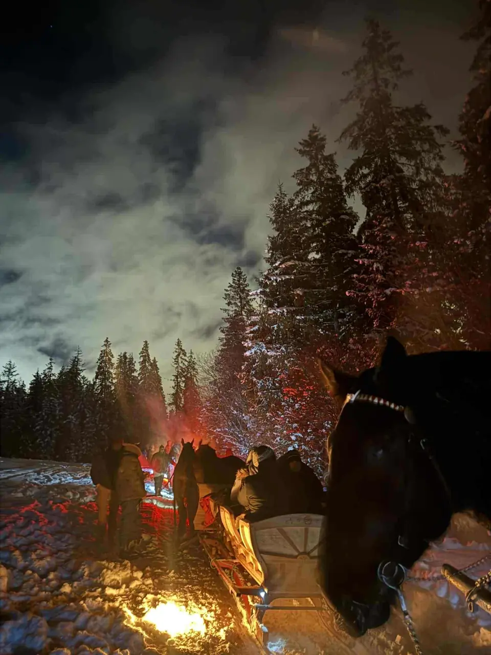 Postój w lesie pod nocnym niebem
